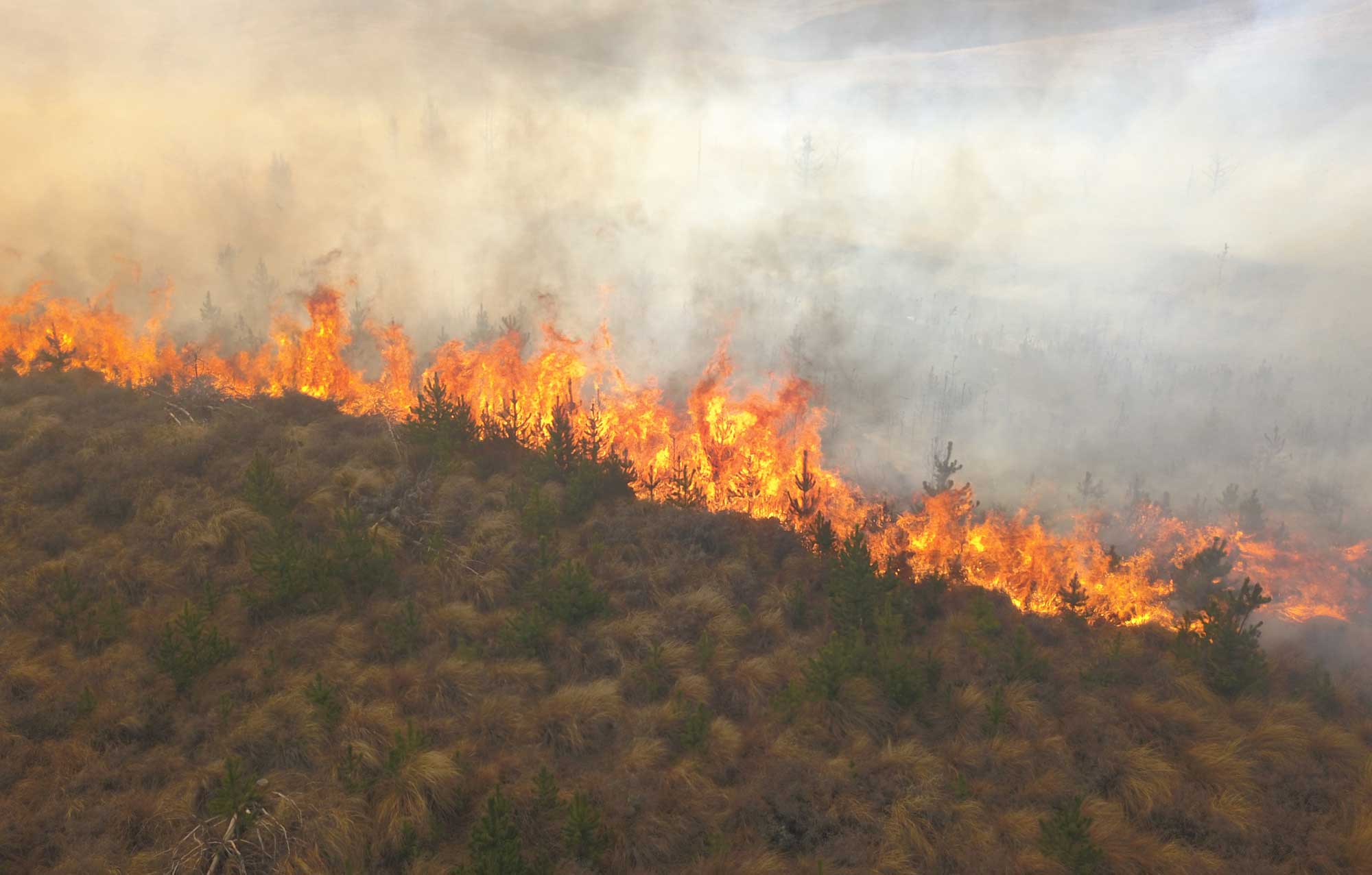 Stakeholders await results of 50ha wilding pine burn