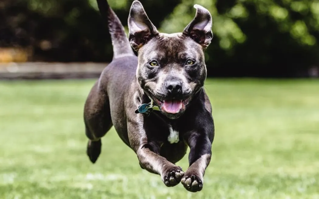 Thousands of Auckland dog owners hit with fines