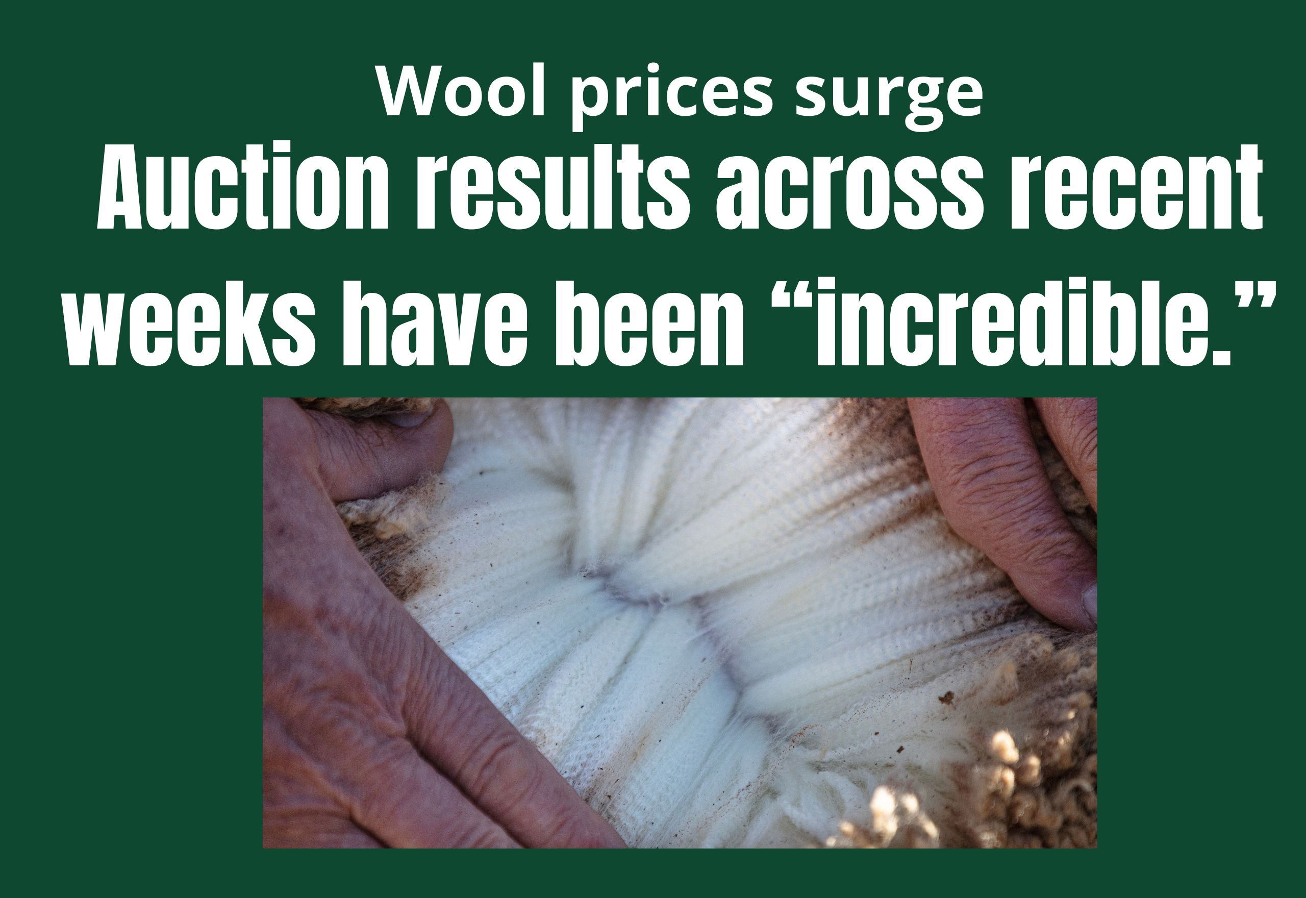 International demand and drought drives wool prices up