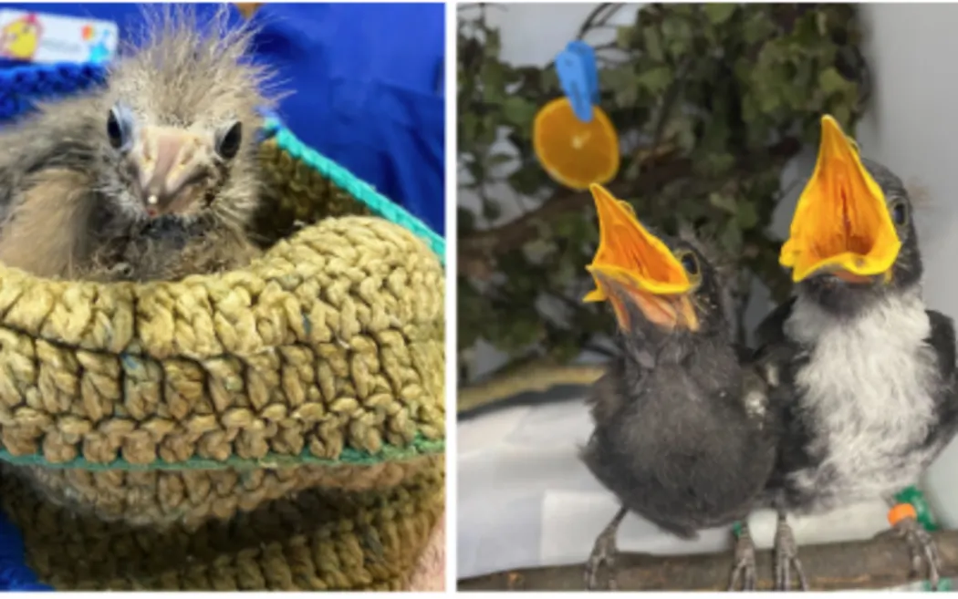 Auckland bird hospital expects hundreds of patients as breeding season begins