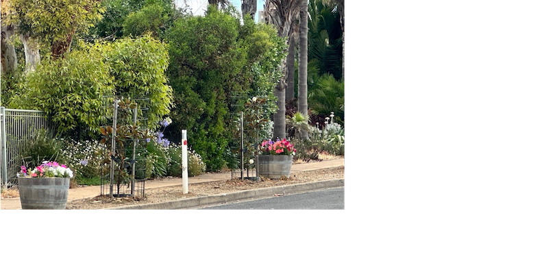 Keep Middleton blooming through summer