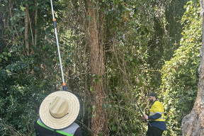 Vegetation restoration underway at Middleton Street Flying-Fox Roost