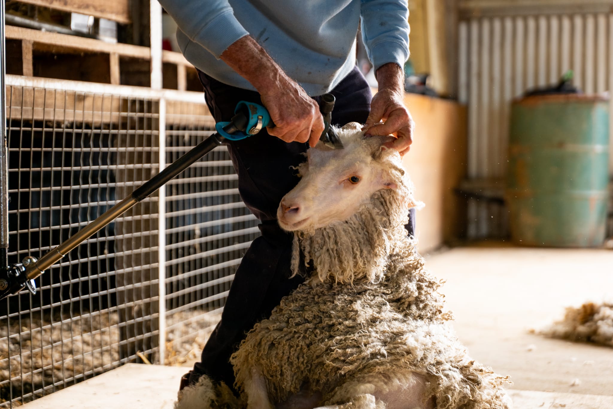 The goat fibre boom: AgriFutures platform fuels growth in cashmere and mohair