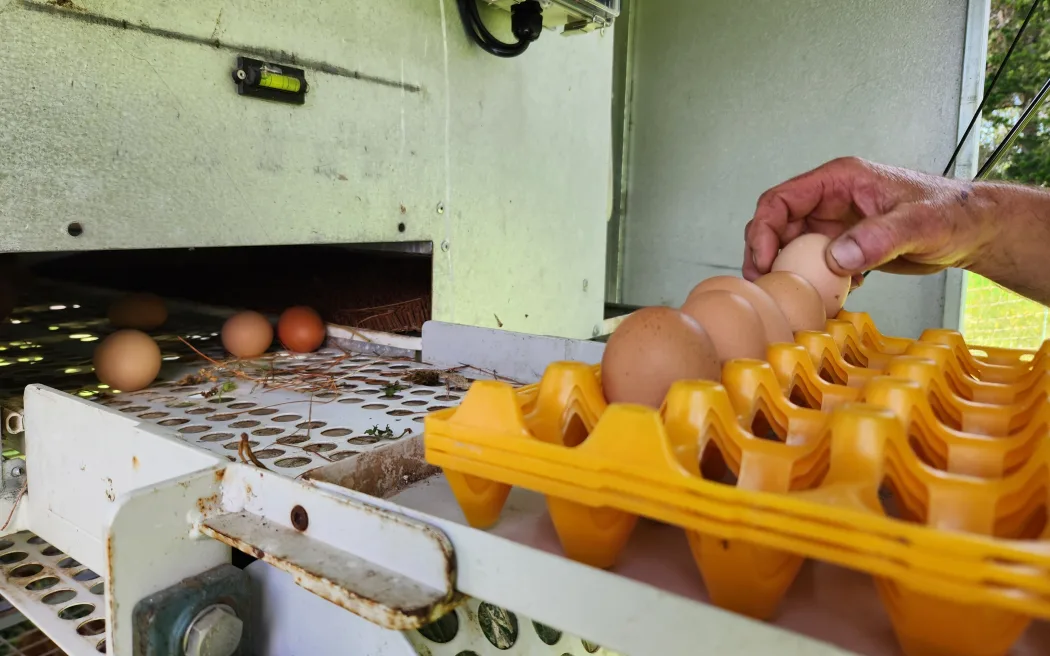 Egg consumption increasing, and more double yolkers could be on the way