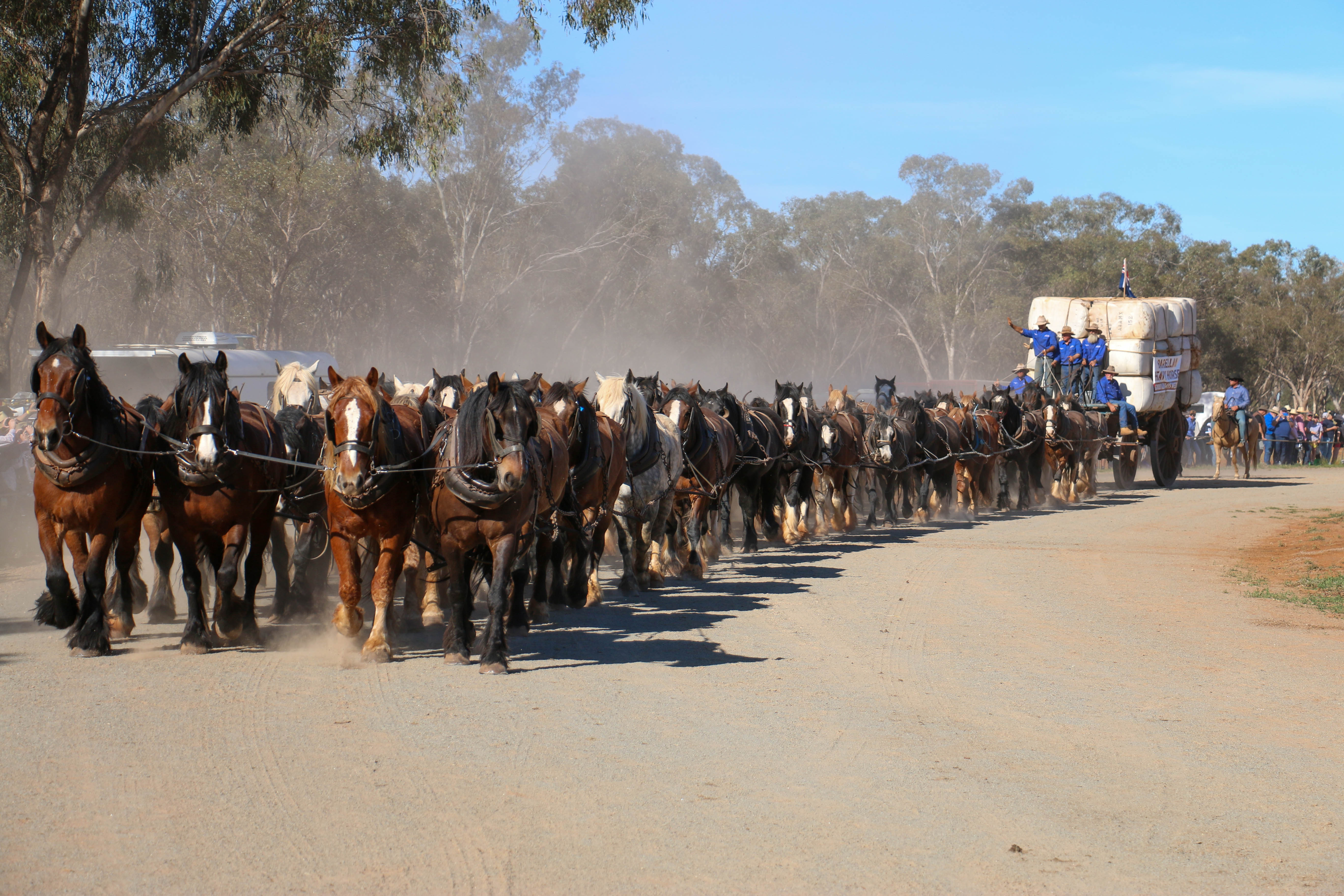 Golden moment for Barellan as teamsters become legends with 62 horse team 