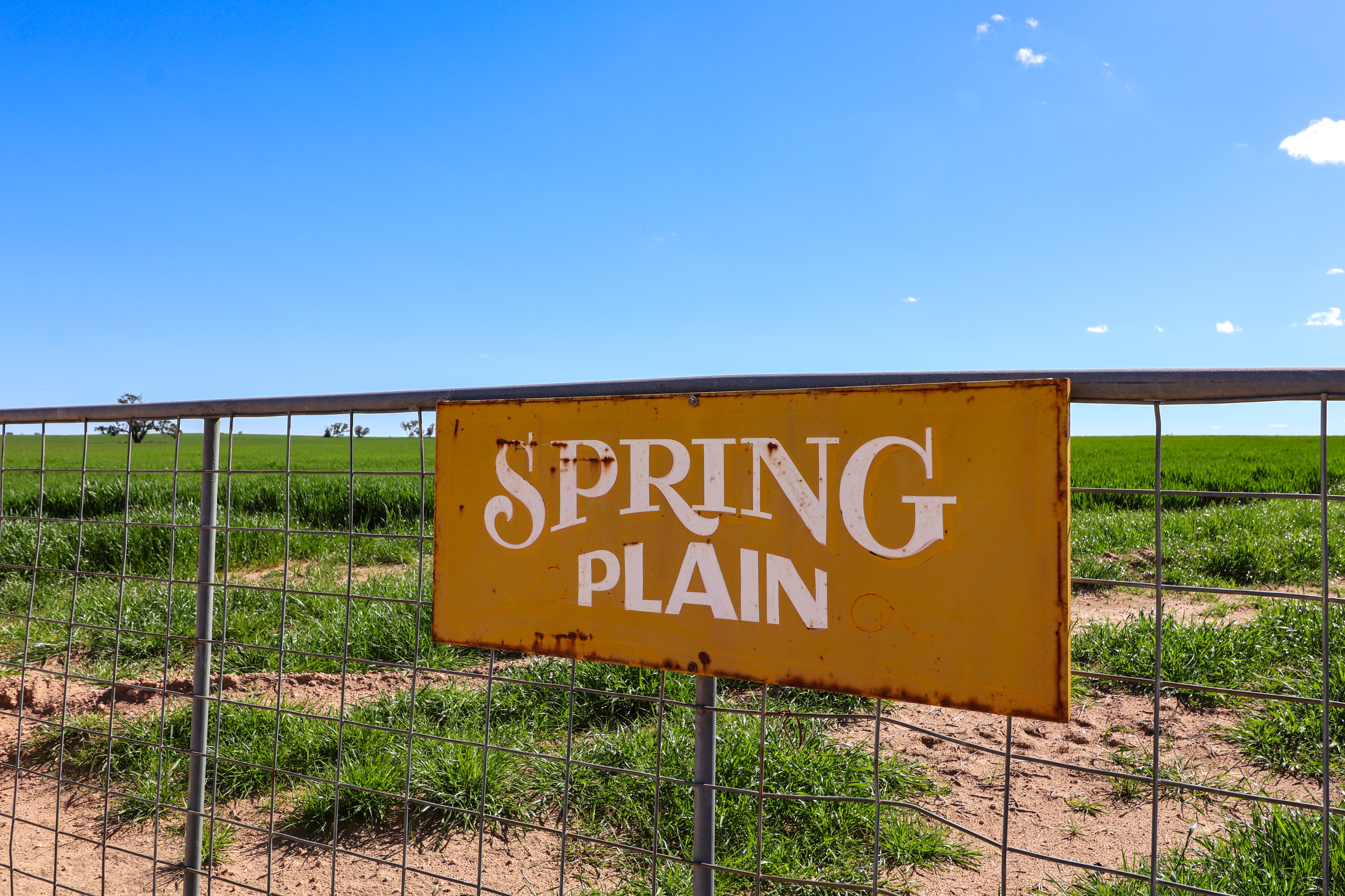 "Spring Plain"